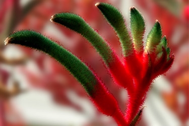 Angozanthos-Bush-Dance-Variety-Thumbnail.jpg