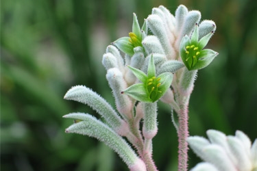 Angozanthos-Bush-Diamond-Variety-Thumbnail.jpg