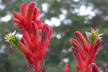 Angozanthos-Bush-Inferno-Variety-Thumbnail.jpg