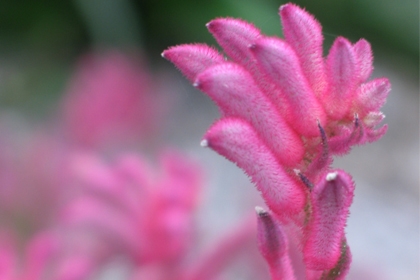 Angozanthos-Bush-Pearl2-Variety-Thumbnail.jpg
