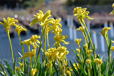 Angozanthos-Bush-Zest-Variety-Thumbnail.jpg