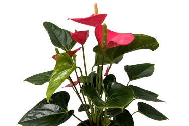 Anthurium andreanum