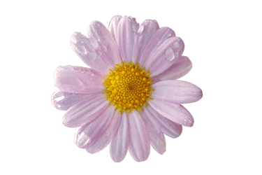 Argyranthemum-Angelic-Baby-.gif