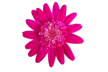 Argyranthemum-Angelic-Borde.png