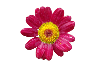 Argyranthemum-Angelic-Burgu.png