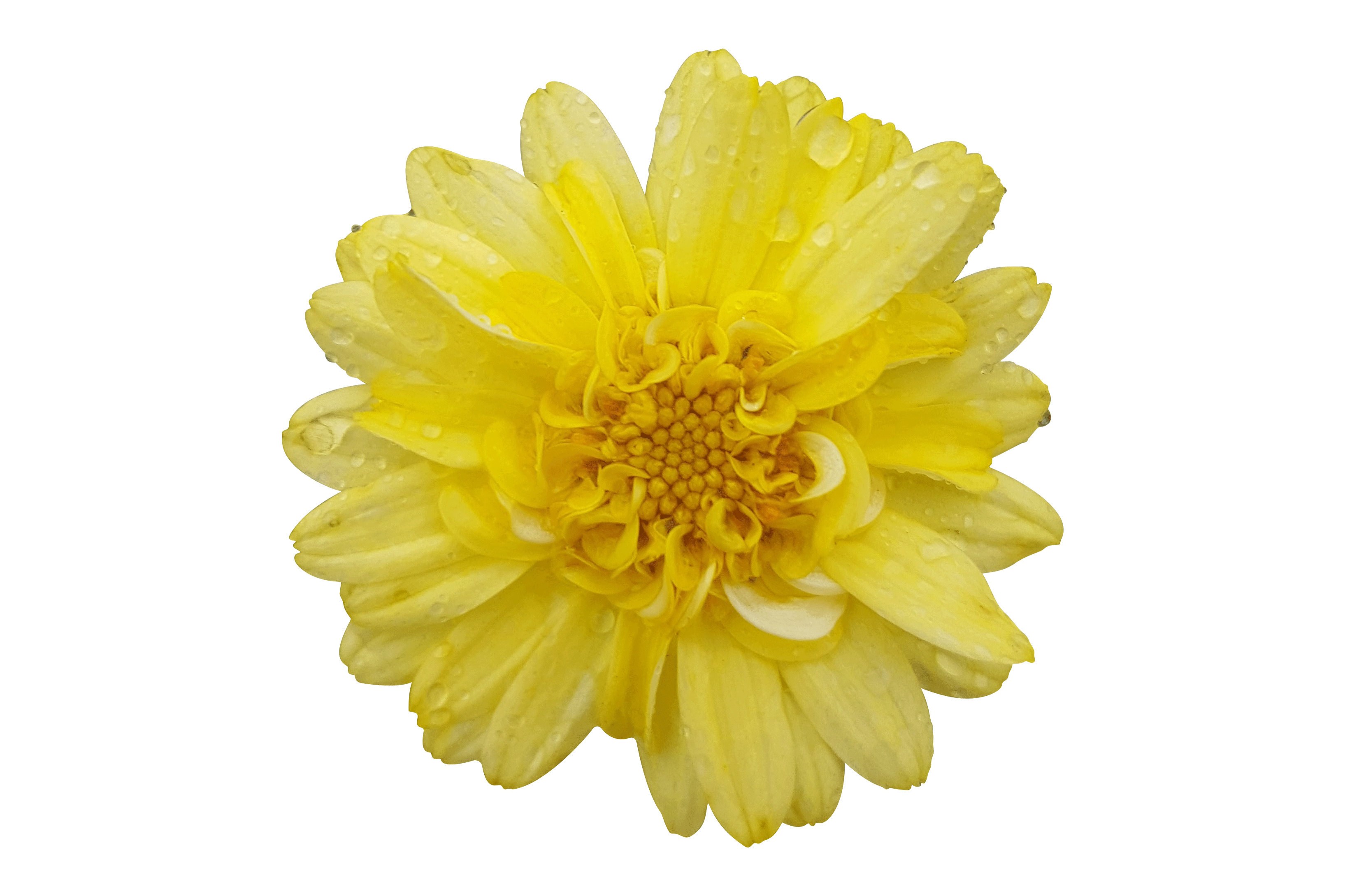 Argyranthemum-Angelic-Maize.png