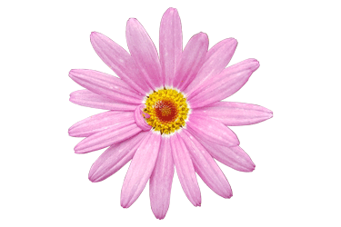 Argyranthemum-Giant-Pink.png