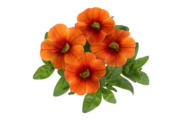 Calibrachoa_AlohaHotOrange.gif