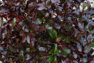 Coprosma-Black-Velvet-tn.gif