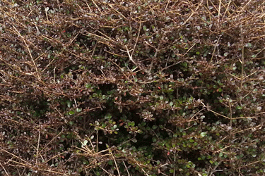 Coprosma-Cappuccino-tn.gif