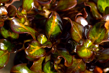 Coprosma-Midnight-Martini-t.gif