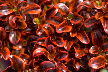 Coprosma-Scarlet-O'Hara-tn.gif