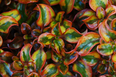 Coprosma-Tequila-tn.gif