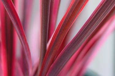 CordylineElectricPink.jpg