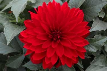 Dahlia-Hypnotica-Red-Variety-Thumbnail.jpg