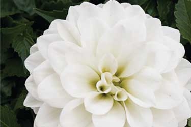 Dahlia-Hypnotica-White-Variety-Thumbnail2.jpg