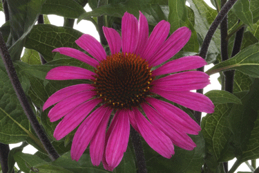 Echinacea-Awake.gif