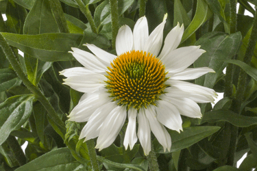 Echinacea-Glory.gif