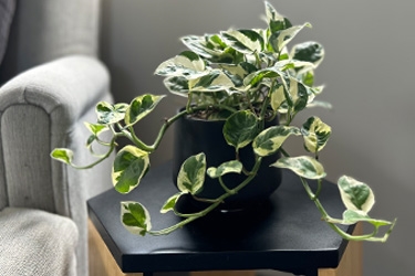 Epipremnum-N-Joy-Variety-Thumbnail.jpg