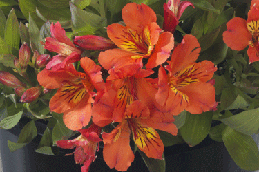 Garden-Alstroemeria-Summer-.gif