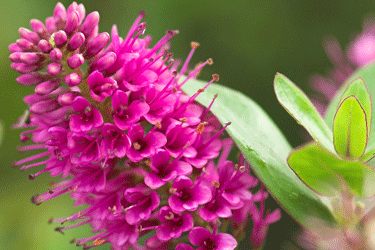 H-Sunset-Boulevard_flower.gif