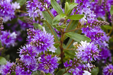 Hebe-Heebie-Jeebies-flower.gif