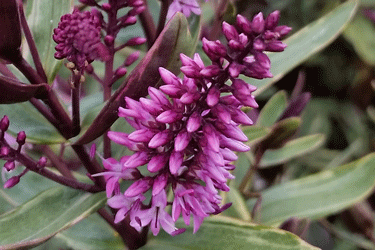 Hebe-Pretty-Woman-Flowers-.gif