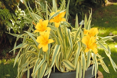 Hemerocallis-hybrid-'Golden0.jpg