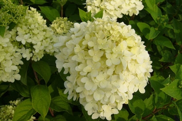 Hydrangea-paniculata-limeli0.jpg