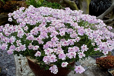 Iberis-Pink-Ice--thumbnai.jpg