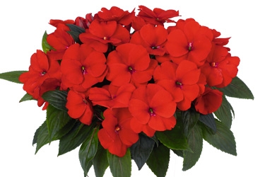 Impatiens-Petticoat-Allegro-Variety-Thumbnail.jpg