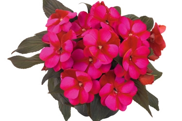 Impatiens-Petticoat-Blue-Star-Variety-Thumbnail.jpg