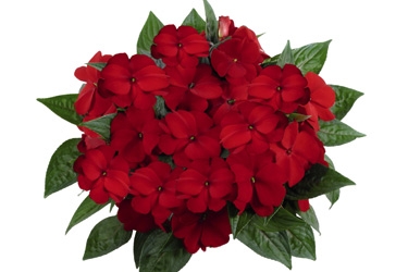 Impatiens-Petticoat-Dark-Red-Variety-Thumbnail.jpg