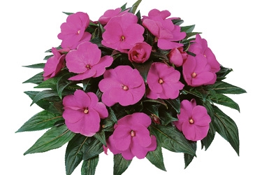 Impatiens-Petticoat-Lavender-Variety-Thumbnail.jpg