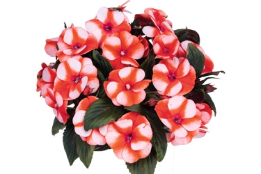 Impatiens-Petticoat-Orange-Star-Variety-Thumbnail.jpg