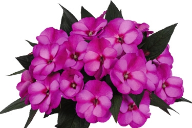 Impatiens-Petticoat-Purple-Star-Variety-Thumbnail.jpg