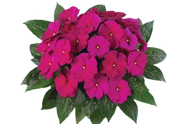 Impatiens-Petticoat-PurpleVariety-Thumbnail.jpg