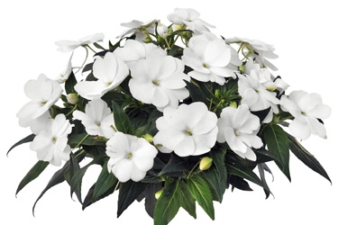 Impatiens-Petticoat-WhiteVariety-Thumbnail.jpg