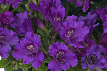 Inticancha-Indigo.gif