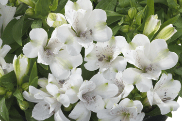 Inticancha-Magic-White-Pot.gif