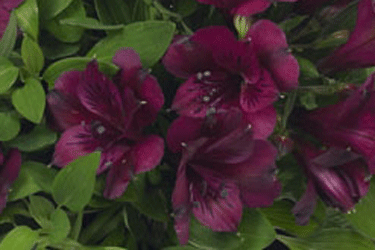 Inticancha-dark-purplepre.gif