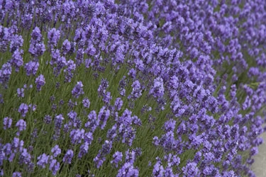 Lavandula-angustafolia-Hidc.jpg