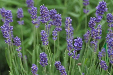 Lavandula_angustifolia_'Pac.jpg