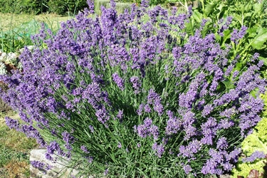 Lavender-Foveaux-Storm-thum.jpg