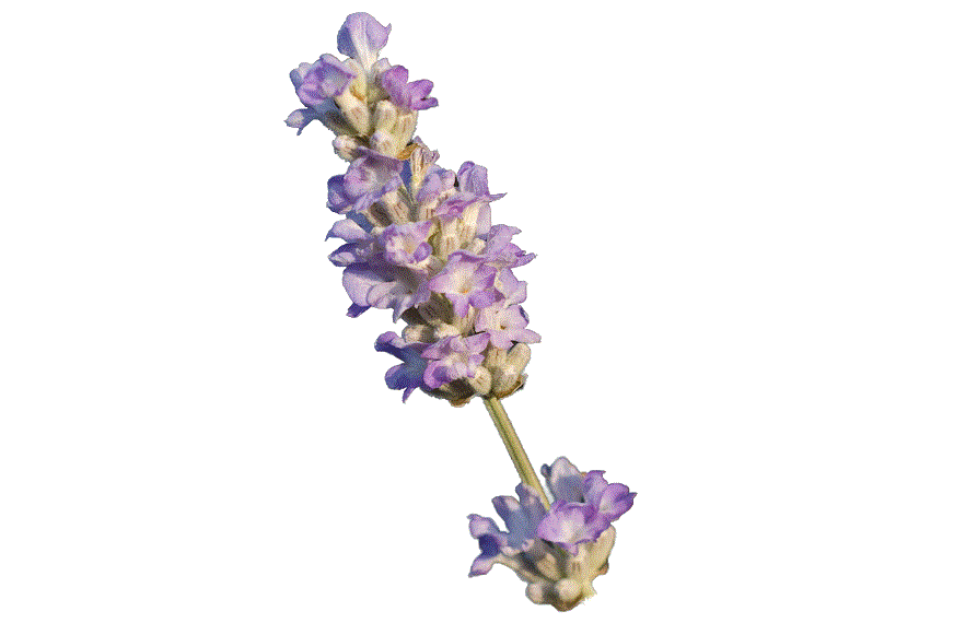Lavender-Grace-Leigh-flower0.gif