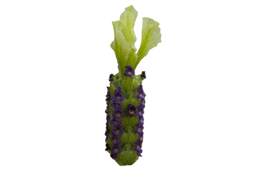 Lavender-Pat-Leigh-flower0.gif