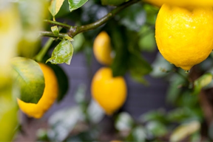 Lemon-Meyer-Fruit-Variety-Thumbnail.jpg