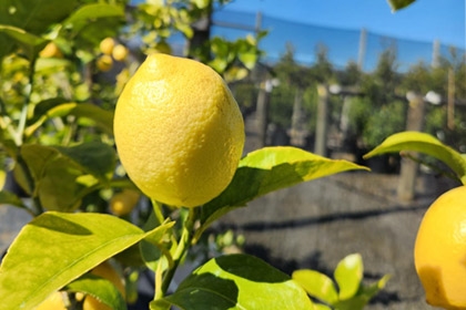 Lemon-Yen-Ben-Fruit-Variety-Thumbnail.jpg