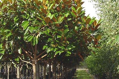 Magnolia-Ferruginea-Variety-Thumbnail.jpg