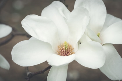 Magnolia-Ice-Queen-Variety-Thumbnail.jpg